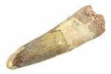 Fossil Spinosaurus Tooth - Real Dinosaur Tooth #354763-1